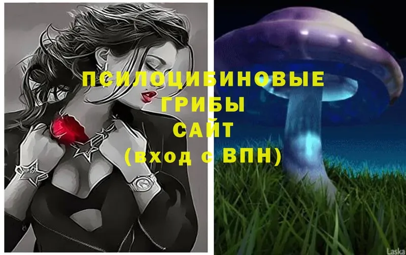 Псилоцибиновые грибы Psilocybine cubensis  Кумертау 